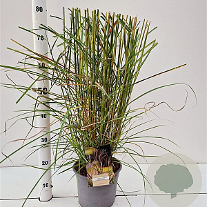 Miscanthus sin. 'Ferner Osten' 40-60 cm 4,0L