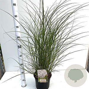 Miscanthus sin. 'Kleine Silbersp.' 40-50 cm 4,0L