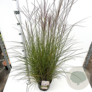 Miscanthus sin. 'Kleine Silbersp.' 40-50 cm 4,0L