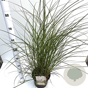 Miscanthus sin. 'Kleine Silbersp.' 40-50 cm 4,0L