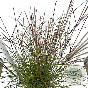 Miscanthus sin. 'Kleine Silbersp.' 40-50 cm 4,0L