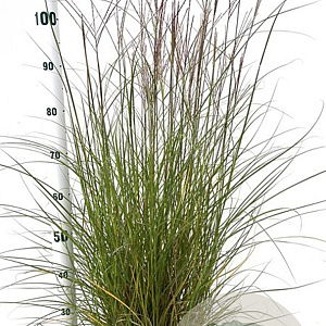 Miscanthus sin. 'Kleine Silbersp.' 40-50 cm 4,0L