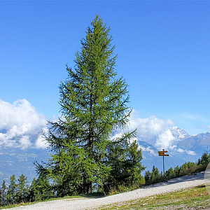 Larix decidua 40-60 cm wortelgoed 2-jarig verplante zaailin