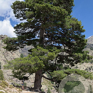 Pinus nigra laricio 25-40 cm wortelgoed in plug 0/2