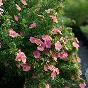 Potentilla fruticosa 'Pink Queen' 25-40 cm wortelgoed 0/1 2-3 tak