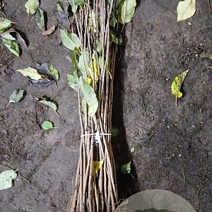 Prunus avium 60-100 cm wortelgoed 1/0 