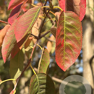 Amelanchier lamarckii 200-250 cm container meerstammig
