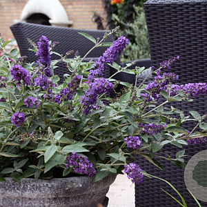 Buddleja Free Petite Lavender Flow 20-25 cm 2,0L