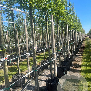 Carpinus betulus 14-16 HO container