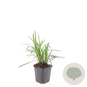 Liriope muscari 'Moneymaker' GM P9