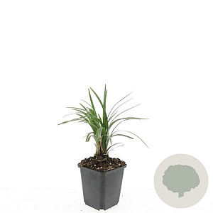 Liriope muscari 'Moneymaker' GM P9