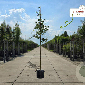 Malus 'Red Sentinel' 200-250 cm container meerstammig