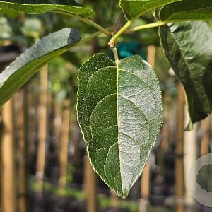 Malus 'Red Sentinel' 200-250 cm container meerstammig