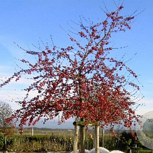Malus 'Red Sentinel' 200-250 cm container meerstammig