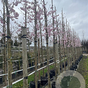 Prunus 'Accolade' 14-16 HO container