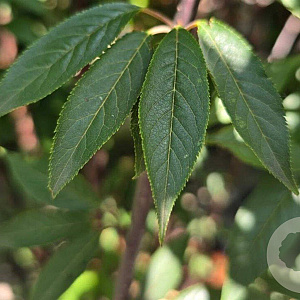 Prunus serrula 200-250 cm container meerstammig