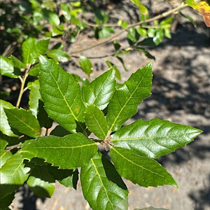 Quercus ilex 200-250 cm container meerstammig