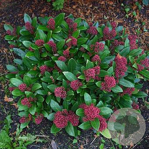 Skimmia japonica 30-40 cm 5,0L met bes