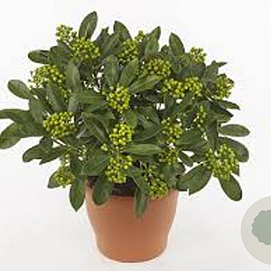 Skimmia j. 'Yuki' 15-20 cm P13
