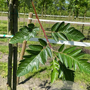 Sorbus intermedia 12-14 HO container