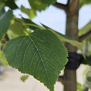 Tilia cordata 'Greenspire' 12-14 HO container