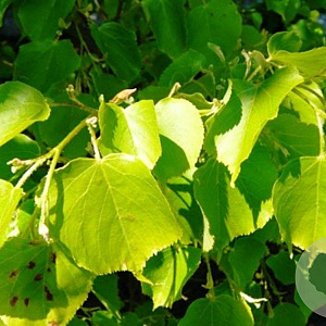 Tilia cordata 'Greenspire' 12-14 HO container