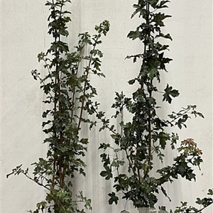 Acer campestre 150-175 cm 7,5L Gestokt