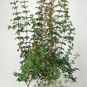 Acer campestre 175-200 cm 7,5L Gestokt