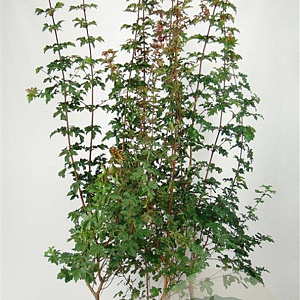 Acer campestre 175-200 cm 7,5L Gestokt