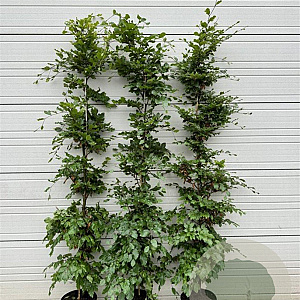 Fagus sylvatica 125-150 cm 12L