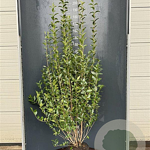 Ligustrum ovalifolium 125-150 cm 12L