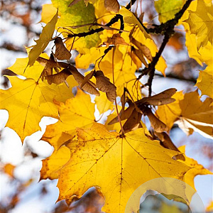 Acer platanoides 8-10 HO wortelgoed