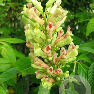 Aesculus neglecta 10-20 cm P9