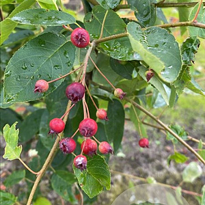 Amelanchier lamarckii 175-200 cm draadkluit meerstammig