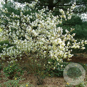 Amelanchier lamarckii 8-10 HO container