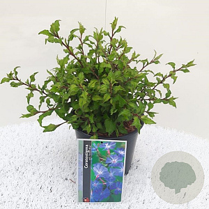 Ceratostigma willm. Forest Blue 25-30 cm container C2,5
