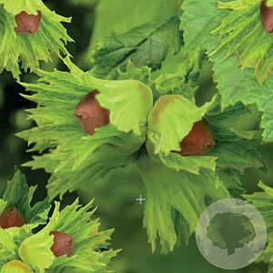 Corylus 'Lang Tidlig Zeller' 200-250 cm cont. 60L