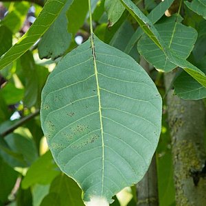 Juglans regia 'Plovdivski' 12-14 HO container