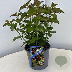 Leycesteria formosa 'Purple Rain' 30-40 cm 3,0L