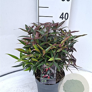 Leucothoe keiskei Burning Love 30-40 cm 2,0L