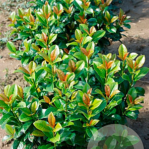 Prunus l. 'Gabi' 25-40 cm wortelgoed 0/2 2-3 tak