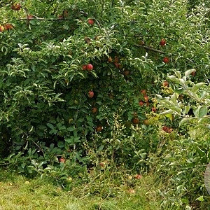 Malus d. 'Jonagold' 8-10 HO wortelgoed
