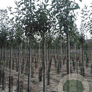 Malus d. 'Jonagold' 8-10 HO wortelgoed