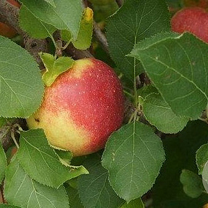Malus d. 'Jonagold' 8-10 HO wortelgoed