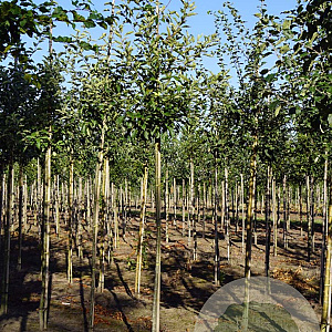 Malus domestica 'Manks Codlin' 10-12 HO wortelgoed
