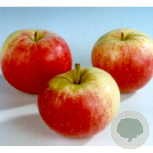Malus d. 'Stark's Earliest' 8-10 HO wortelgoed