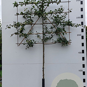 Malus 'Red Sentinel' 120 cm stam container leiboom