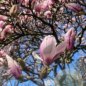 Magnolia soulangeana 175-200 cm container meerstammig