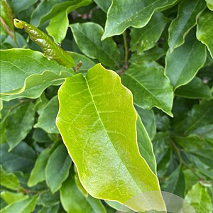 Magnolia 'Susan' 175-200 cm draadkluit meerstammig