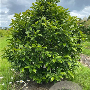 Magnolia 'Susan' 175-200 cm draadkluit meerstammig